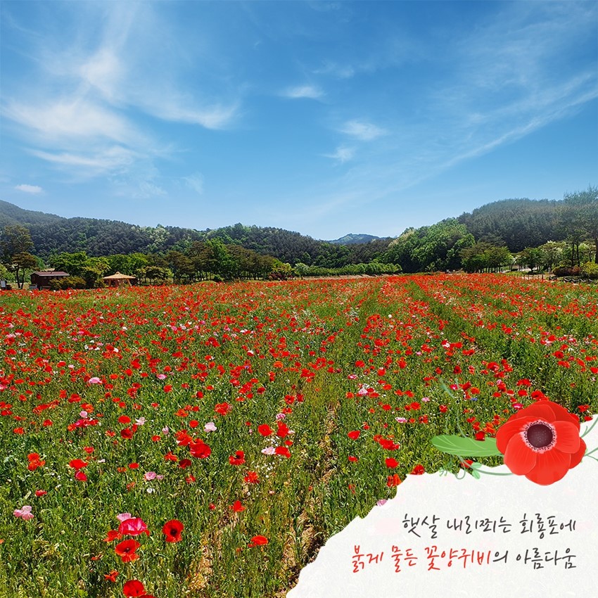 2.회룡포에 핀 울긋불긋 꽃양귀비 푸른빛 수레국화 보러 오세요!